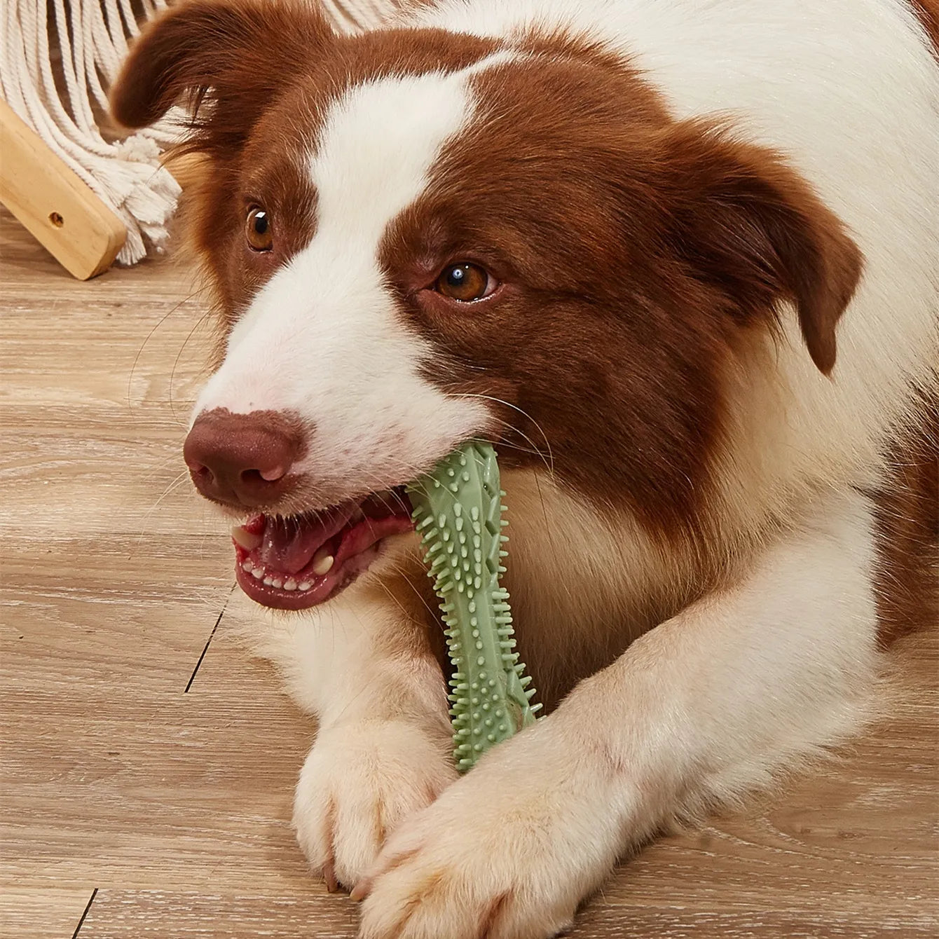 ChewJoy Dental Stick