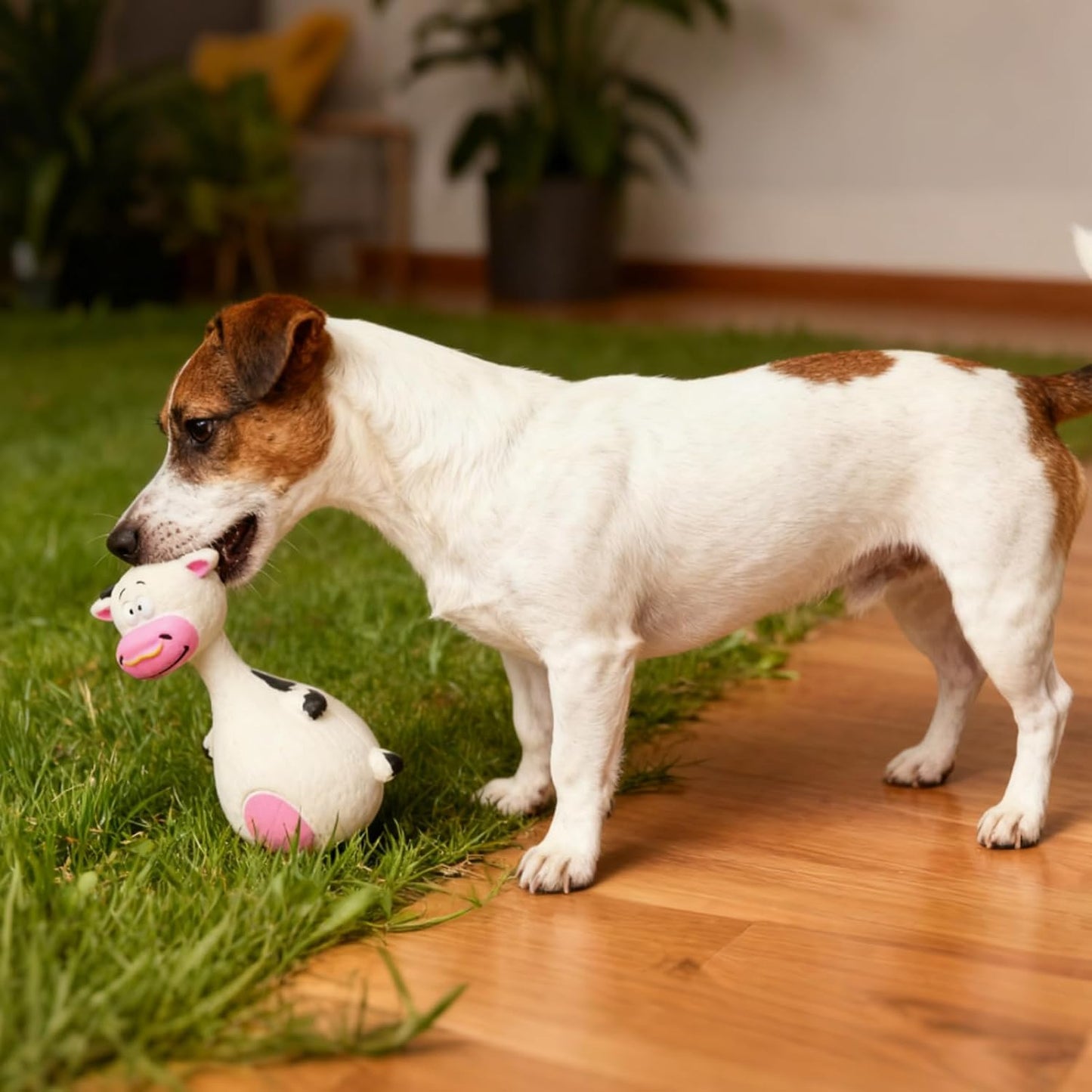 EcoSqueak Dental Chew