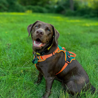 PawFit Personalised Harness