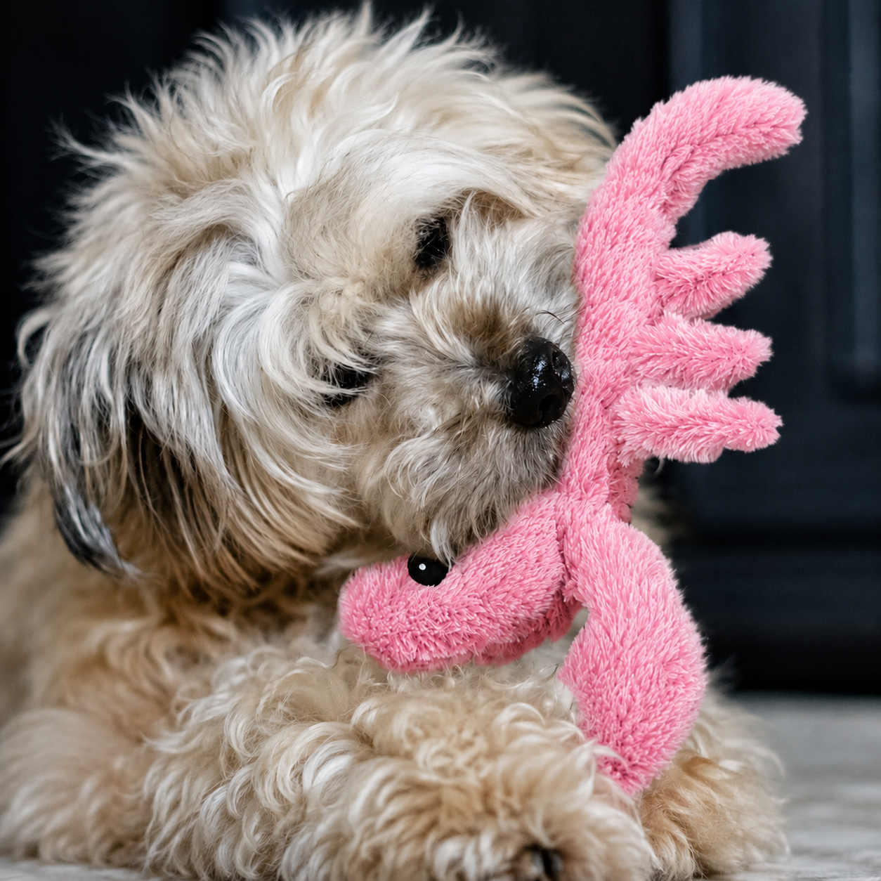 Wiggly Lobster