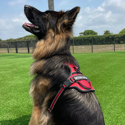 Y-Shape Personalised Harness