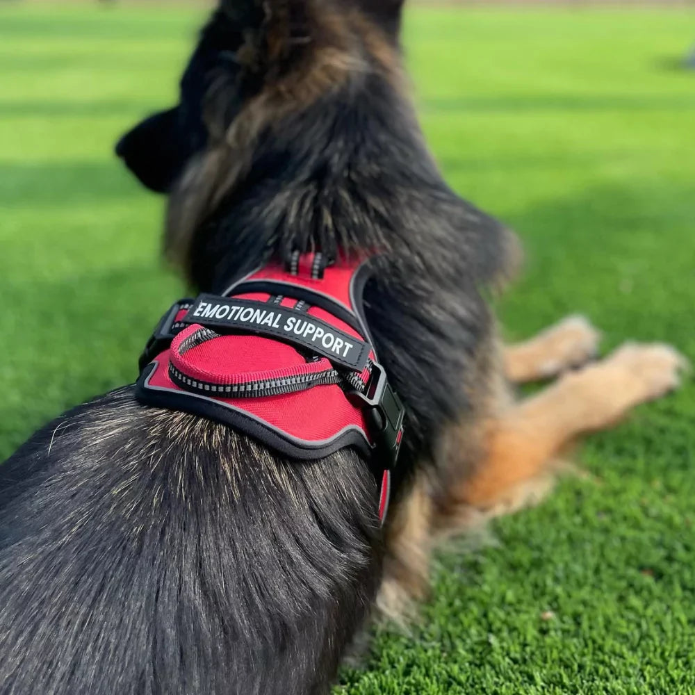 Y-Shape Personalised Harness