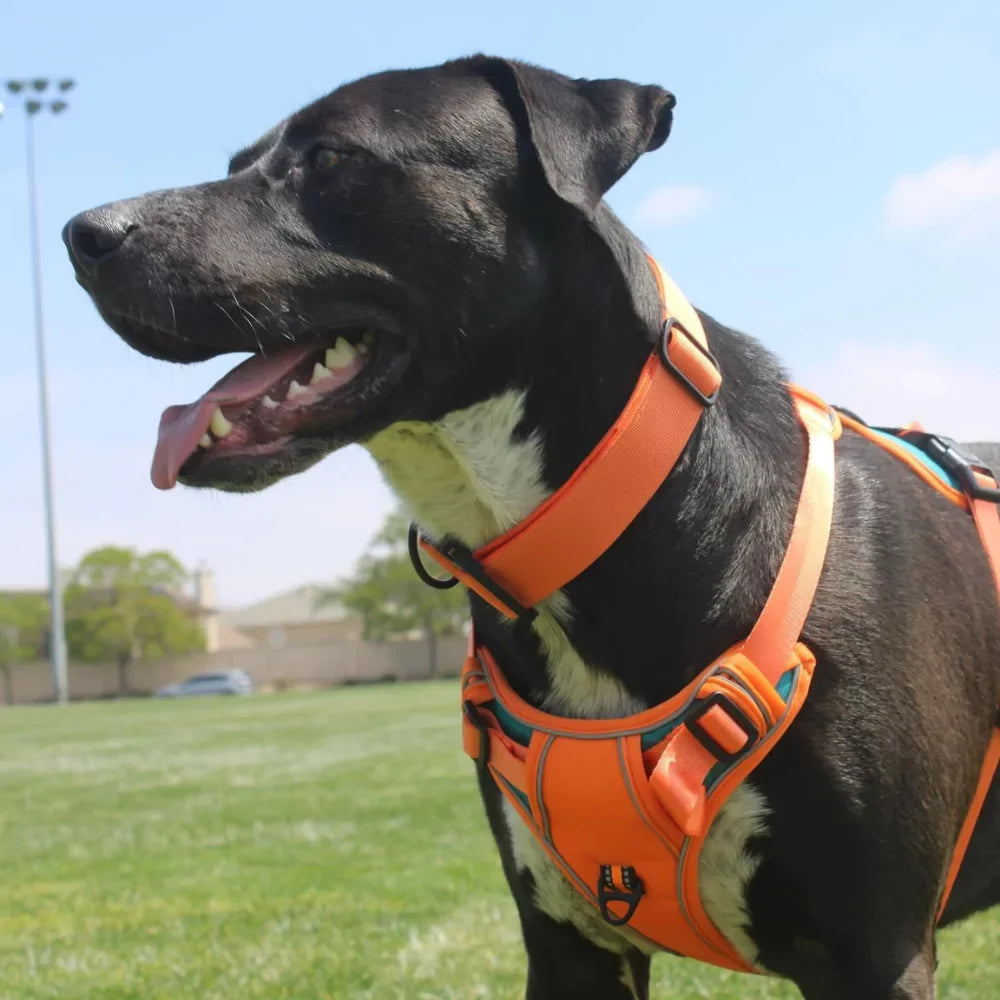 PawFit Personalised Harness