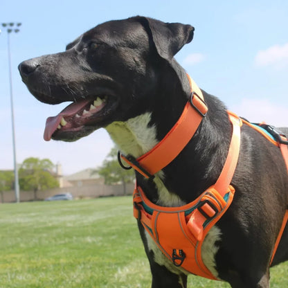 PawFit Personalised Harness