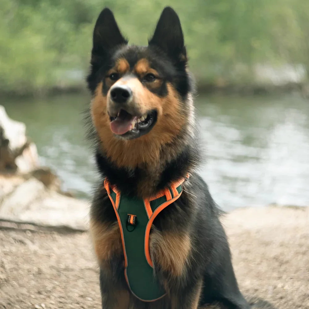 PawFit Personalised Harness