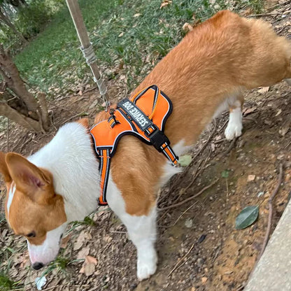 Y-Shape Personalised Harness