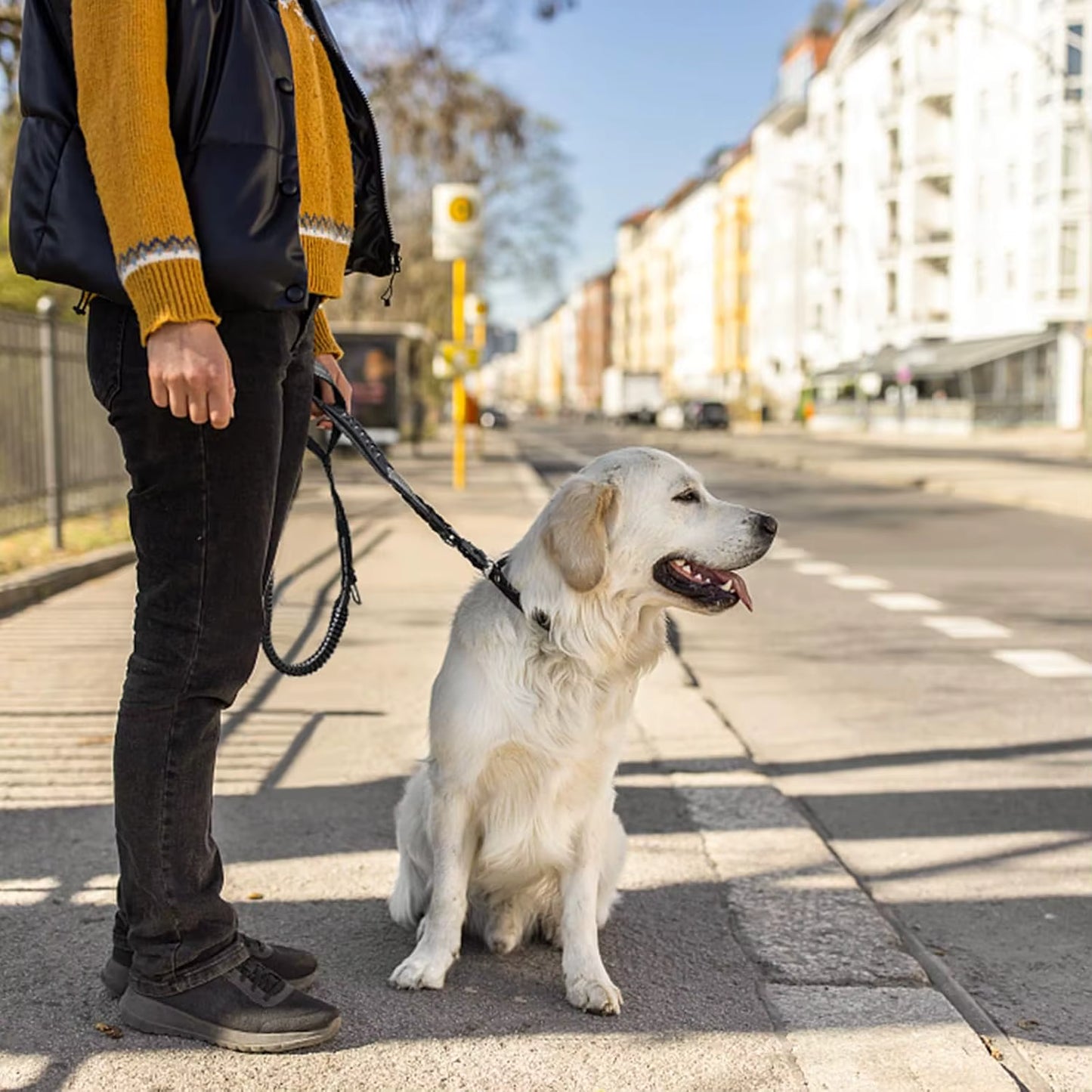 4-in-1 Dog Leash with Car Seat Belt